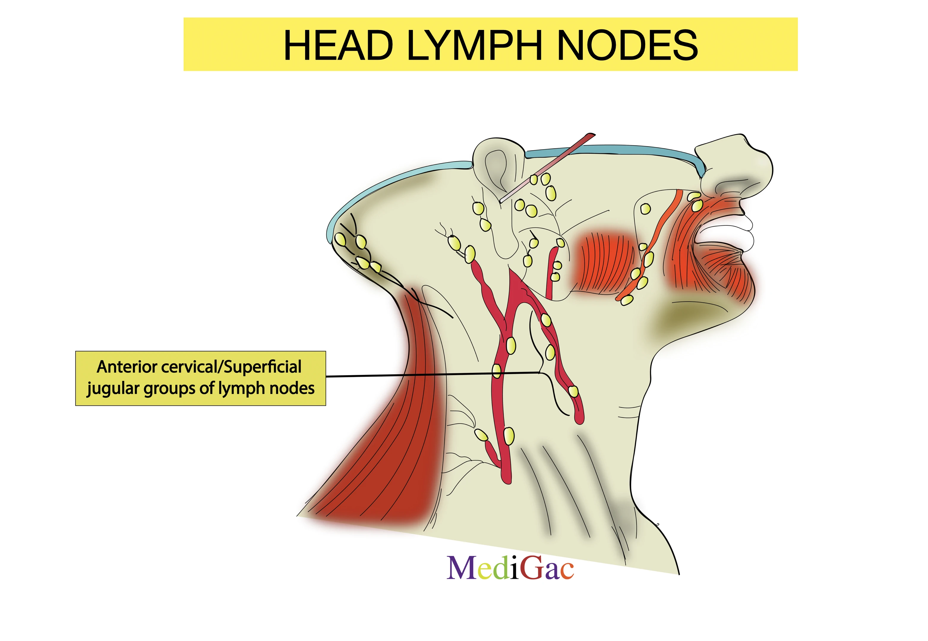 What Are The Lymph Nodes Of Head MediGac What Are The Lymph Nodes Of Head MediGac